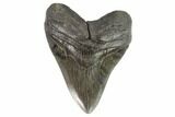 Fossil Megalodon Tooth - Georgia #101494-1